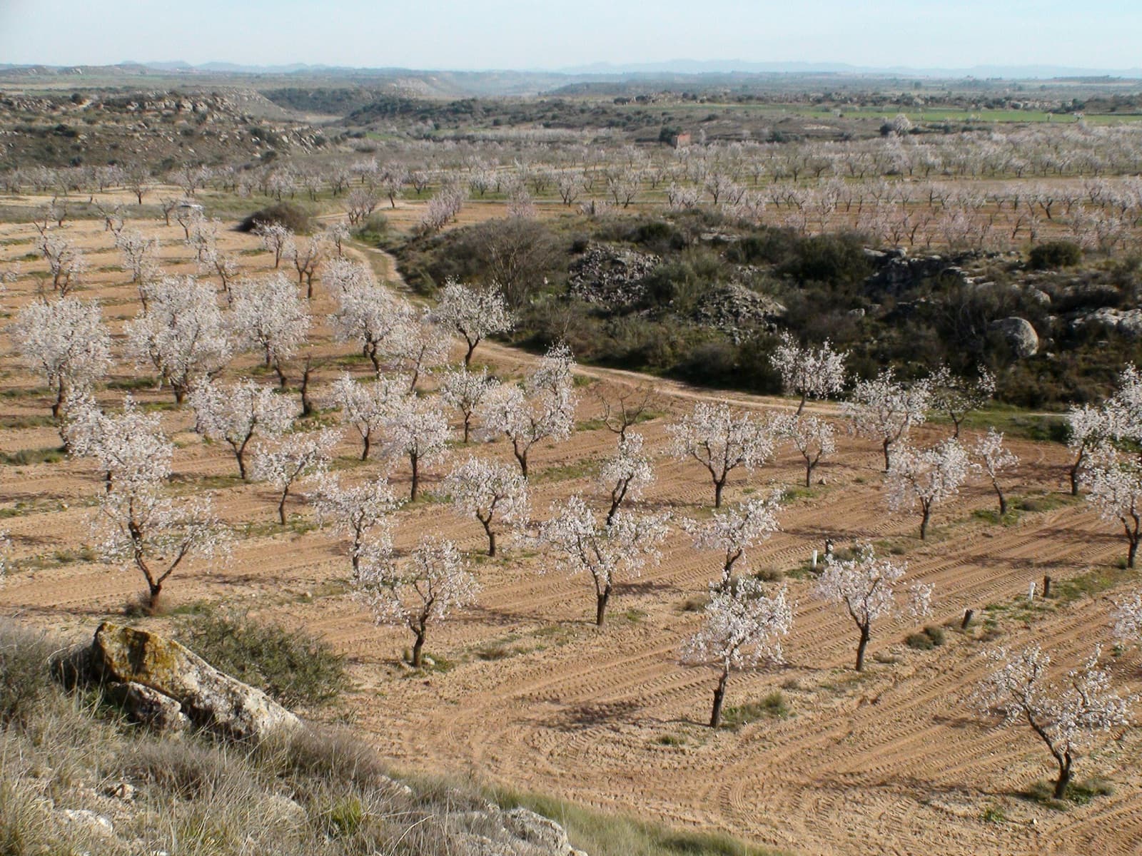 Almond trees in full pink blossom across a dirt orchard on the Monegros plateau, Catalonia, with a gravel track winding through toward distant hills.